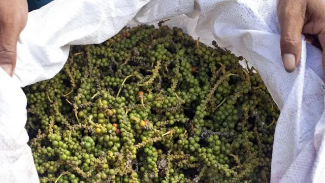 کمبوڈیا میں خمر روژ کے دورِحکومت کے خاتمے کے بعد پھر سے کمپوٹ کی مرچوں کی کاشت بحال ہوگئی ہے