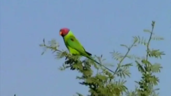 شكا مزارعو الأفيون في الهند من تلف محاصيلهم من ذلك النبات الذي يُزرع لأغراض طبية، بسبب ببغاوات أدمنت التغذي عليه.