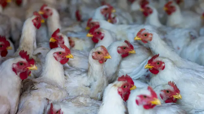 சிக்கன், பறவைக்காய்ச்சல், கோழி இறைச்சி, முட்டை, ஆஃப் பாயில், How to cook chicken, H5N1