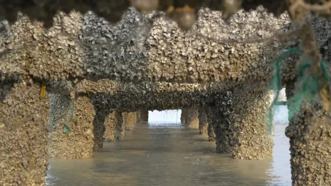 سیپ کی چٹانوں کا ڈھانچہ