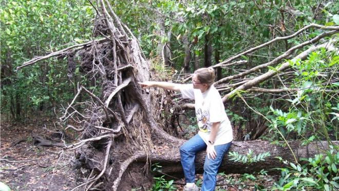Professora Beatriz Marimon analisa árvore que foi arrancada do solo pelo vento