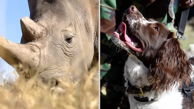 Спаниель Драм охраняет редких носорогов