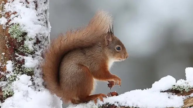 الحياة البرية في المغرب "بعضها مهدد بالانقراض"