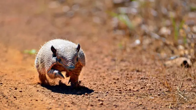 Mascote da Copamelhor cassino online2014, tatu-bola tem habitat ameaçado pelo avanço da soja