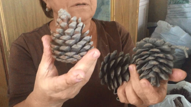 Maştağa sakini Səmayə Əliyeva qışda isinmək üçün şam ağacı qozalarını yandırdığını deyir