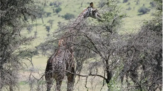Mbuga ya wanyama ya Serengeti nchini Tanzania imechaguliwa kuwa mshindi wa vivutio vya utalii duniani na kampuni ya Tripadvisor
