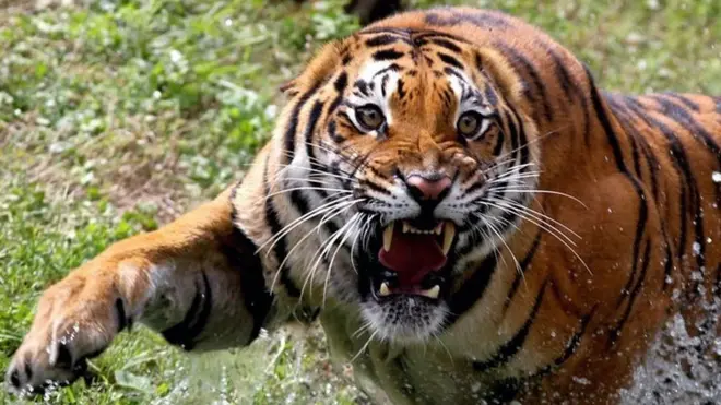 బెంగాల్ టైగర్ (ప్రతీకాత్మక చిత్రం)