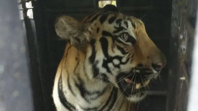 یہ دو سالہ آدم خور شیرنی چار افراد کی ہلاکت کی ذمہ دار ہے