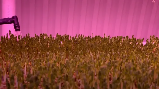 Салат выращивают по технологии гидропоники без солнечного света