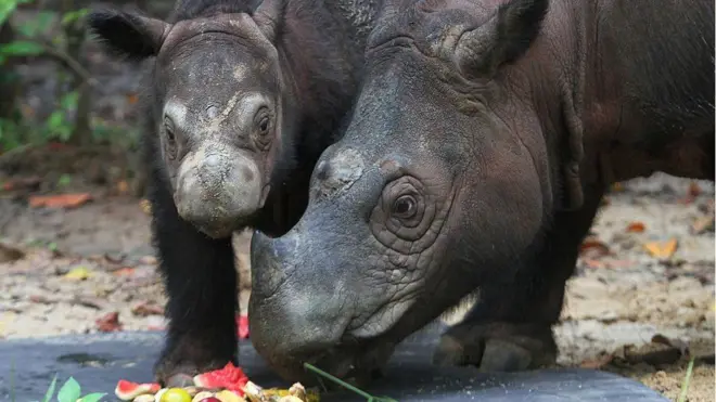 Jumlah populasi badak Sumatera yang tersisa diperkirakan kurang dari 100 ekor. Ratu dan anaknya, Delilah ini, berada di penangkaran di Indonesia.