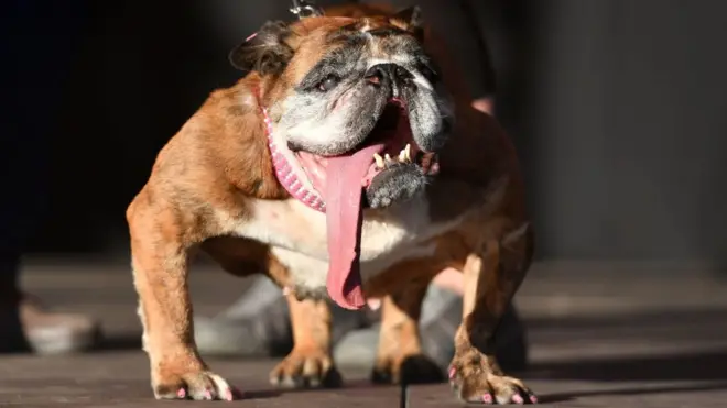 Zsa Zsa, di world ugliest dog don die