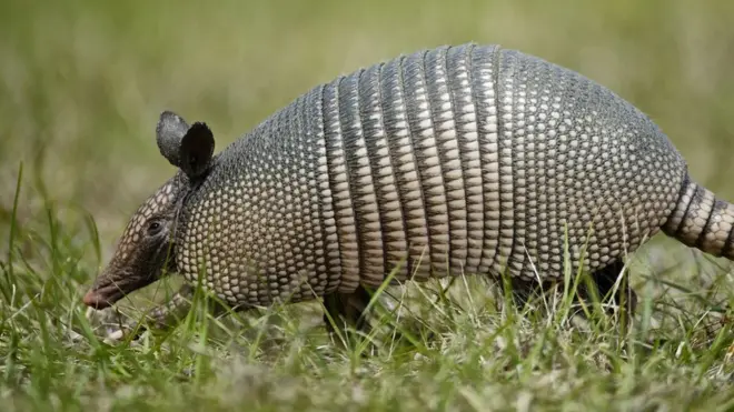 El armadillo es el único otro huésped conocido de la bacteria de la lepra.