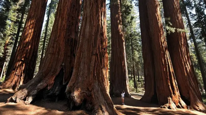Pohon sequoia raksasa yang tumbuh di Taman Nasional Sequoia di Amerika Serikat.