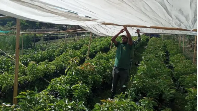 Iskindir Mulugeetaa oyiruu biqiltuu abokaadoo keessa dhaabatanii