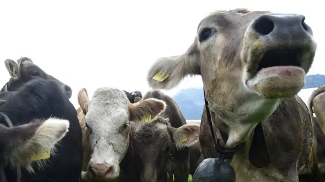 Bavarske krave na ispaši