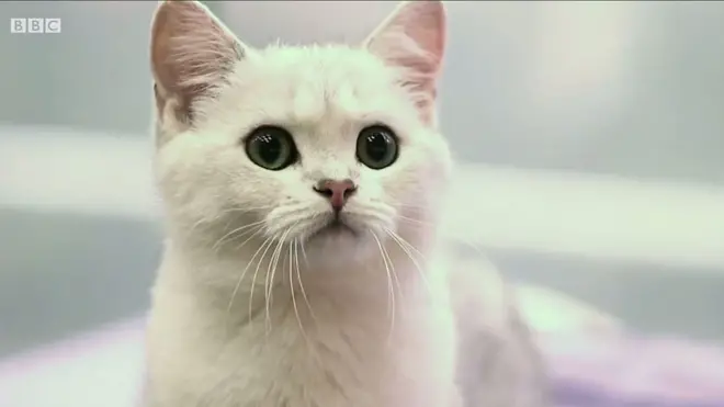 Вчені з'ясували, що коти впізнають своє ім'я