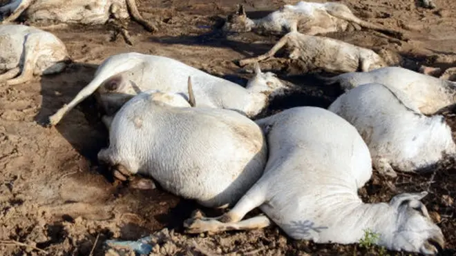 Sawir hore oo arri dhintay ah