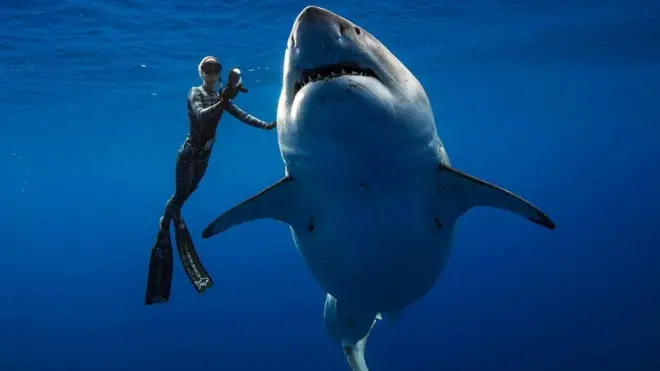A shark said to be Deep Blue, one of the largest great whites on record, swims off Hawaii, January 15, 2019