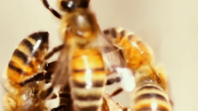 Асалари заҳри бир соатдаёқ ашаддий кўкрак саратони тўқимасини ўлдирган.