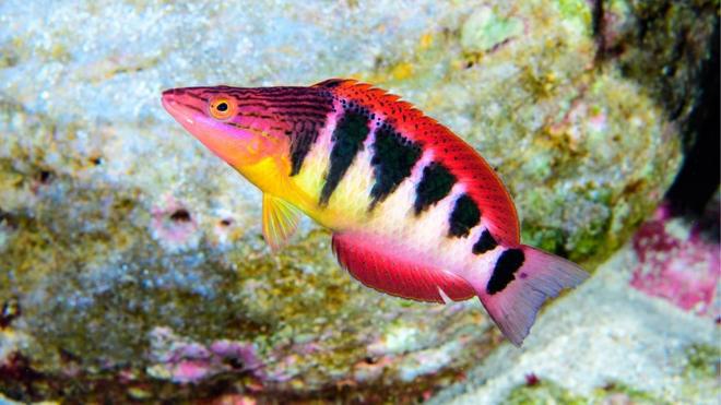 Nueva especie de pez descubierta en la Isla de Pascua