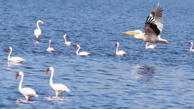 ሀይቅ ላይ የሚታዩ አእዋፋት