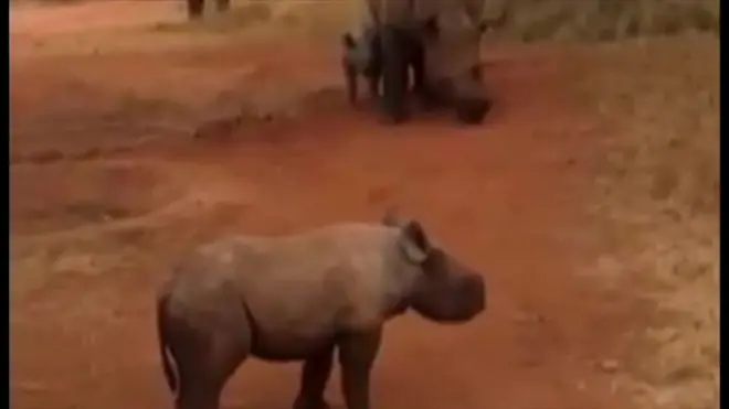 2012年に英国からタンザニアに運ばれた3頭のヒガシクロサイのうち、2頭に赤ちゃんが生まれたことが明らかになった。