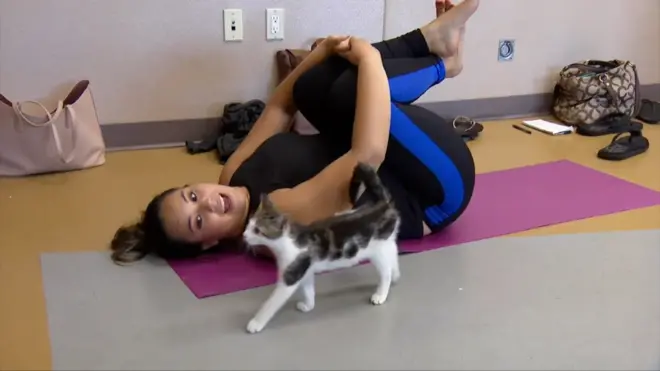 Йога с котятами