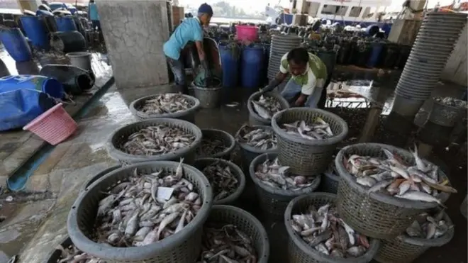 ဖမ်းဆီးထားမိတဲ့ ငါးတွေကို အမျိုးအစားခွဲနေ