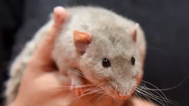 Tikus