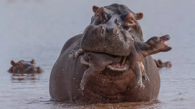 Hippo