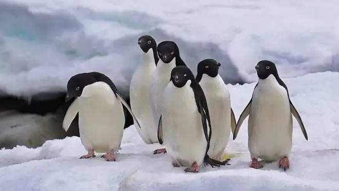 پنگوئنها در قطب جنوب