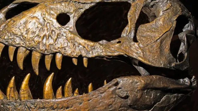 Meat-eating dinosaurs such as the savage Tyrannosaurus rex have been reclassified in one of the biggest shake ups of dinosaur theory for 130 years