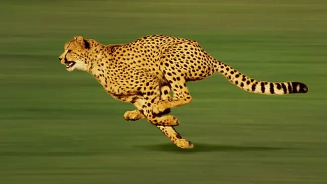 Cheetah running