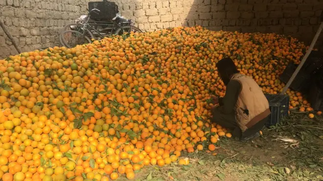 دا راټولې شوې مالټې د هېواد څو ښارونو ته وړل کېږي، خو تمې شته چې په راتلونکې کې د حاصلاتو په لا ډېرېدا به یو وار بيا د بهرنيو هېوادونو بازارونه ته هم ورسول شي.