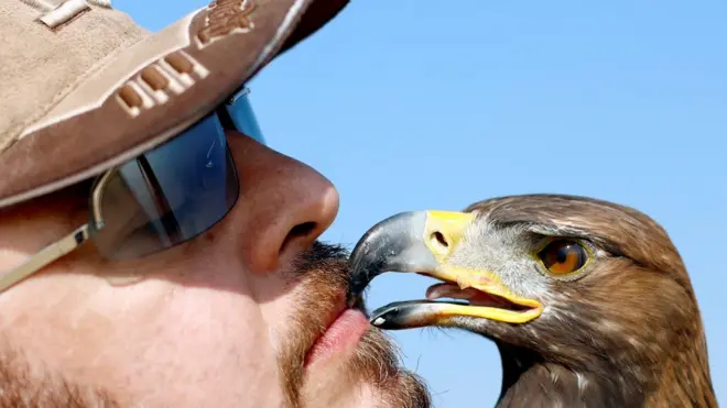 Yasser al-Khawanky feeds his hunting Golden eagle during a celebration by Egyptian clubs and austringers on World Falconry Day at Borg al-Arab desert in Alexandria, Egypt, November 17, 2018
