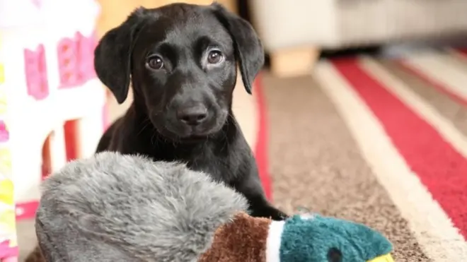 للحيوانات الأليفة اثر غيجابي على المرضى النفسيين