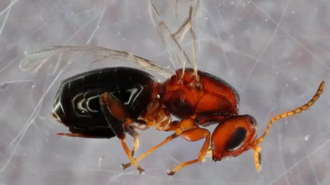 Bassettia pallida es un parásito que infecta los olmos por la vía de una avispa descubierta recientemente.