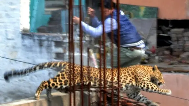 तेंदुआ-मानव संघर्ष