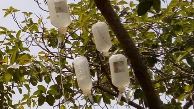 વડના વૃક્ષની તસવીર