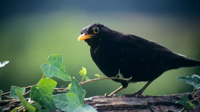 O Melro-preto tem um bico mais curto e canta777 pokerum tom mais alto do que seus parentes da floresta