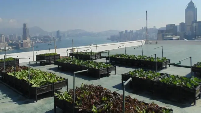 نباتات مزروعة في صناديق خشبية فوق سطح أحد المباني