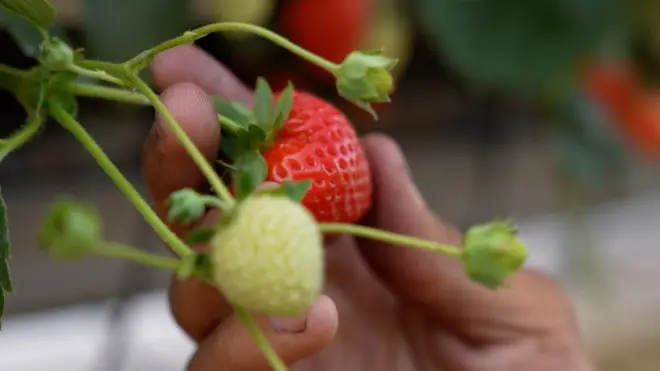 Strawberi yang dipetik di berbagai perkebunan disalurkan ke supermarket-supermarket besar.