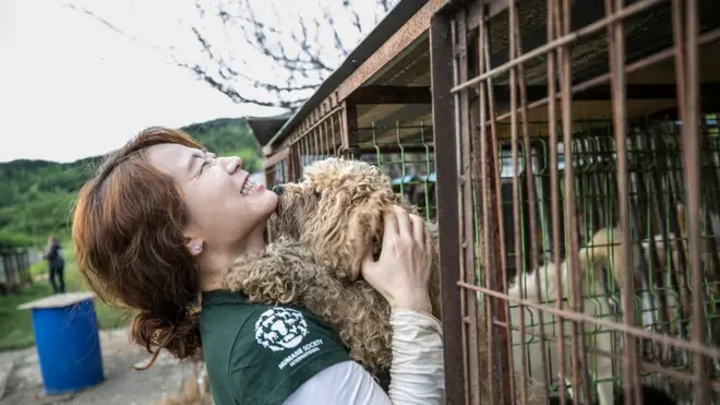 HSI representative holds Korean dog