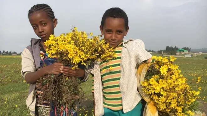 daa'imman daraaraa keelloo baatan