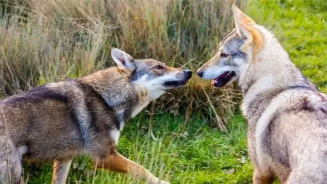 اسلام اباد کې ځینې شتمن کسان ولف ډاګ یا لیوه سپي ساتې او پرې ویاړي