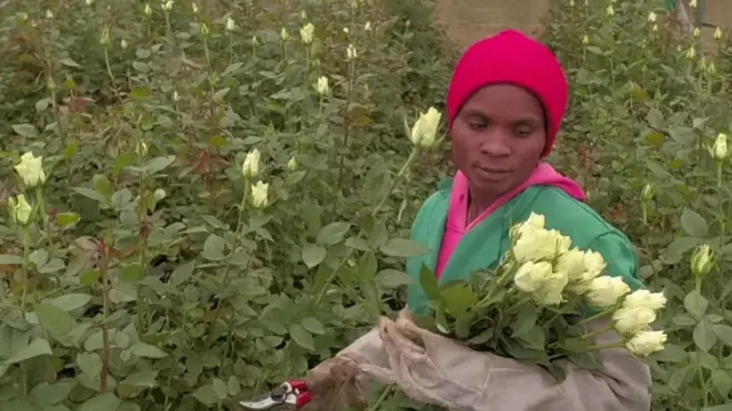 Kenyan roses