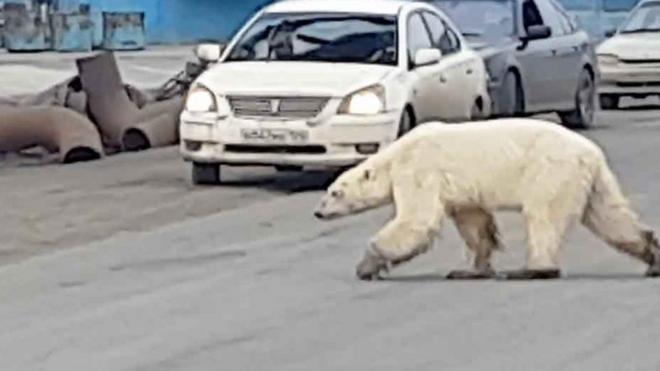 Белый медведь на улицах Норильска
