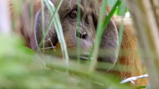 ओराङ्उटन