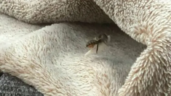 يعتقد أن النحلة التركية من فصيلة أوسميا أفوسيتا