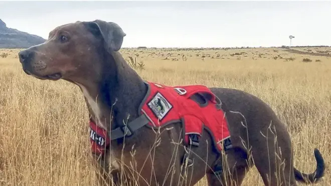 ये कुत्ते विलुप्त हो रही प्रजातियों को बचाते हैं